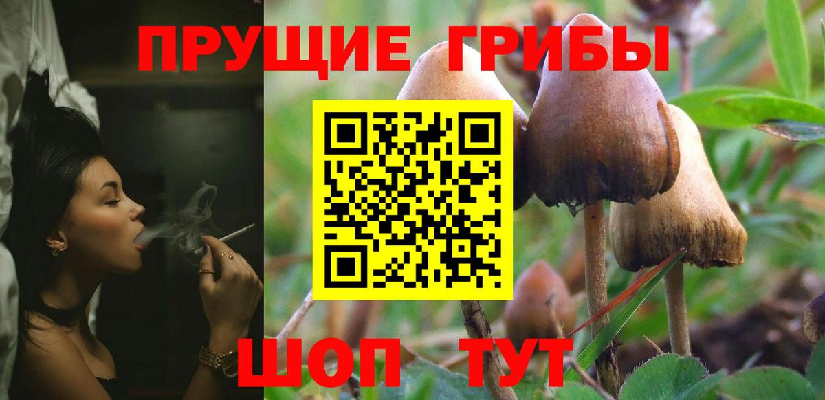 Псилоцибиновые грибы Cubensis  Вход с VPN  Котовск 
